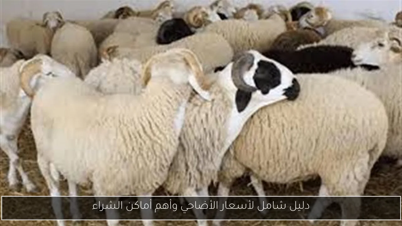 دليل شامل لأسعار الأضاحي وأهم أماكن الشراء