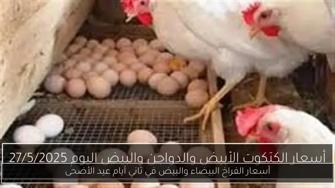 أسعار الفراخ البيضاء والبيض في ثاني أيام عيد الأضحى