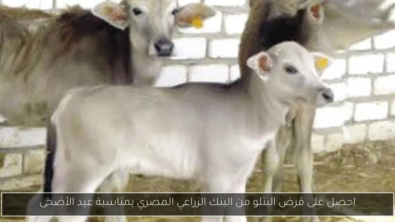 جولة تفقدية لمستشفيات جامعة كفرالشيخ خلال عيد الأضحى المبارك مع صور