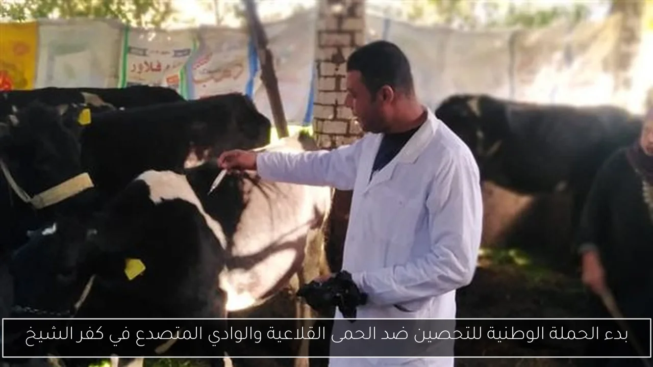 بدء الحملة الوطنية للتحصين ضد الحمى القلاعية والوادي المتصدع في كفر الشيخ