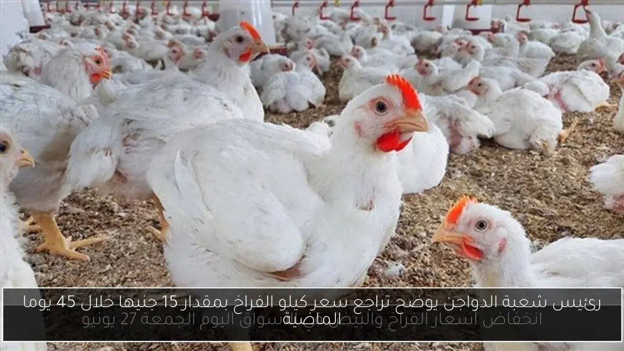 رئيس شعبة الدواجن يوضح تراجع سعر كيلو الفراخ بمقدار 15 جنيها خلال 45 يوما الماضية