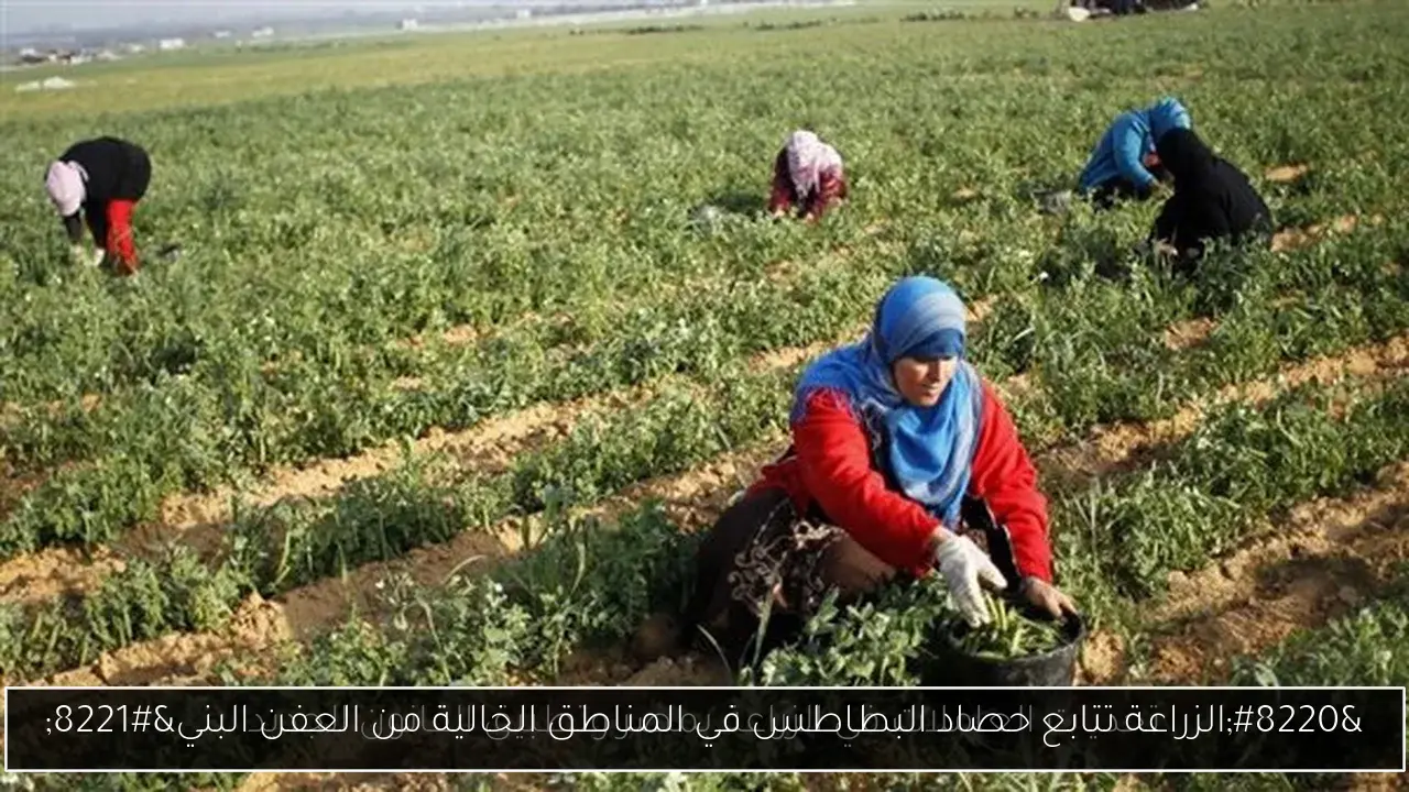“الزراعة تتابع حصاد البطاطس في المناطق الخالية من العفن البني”