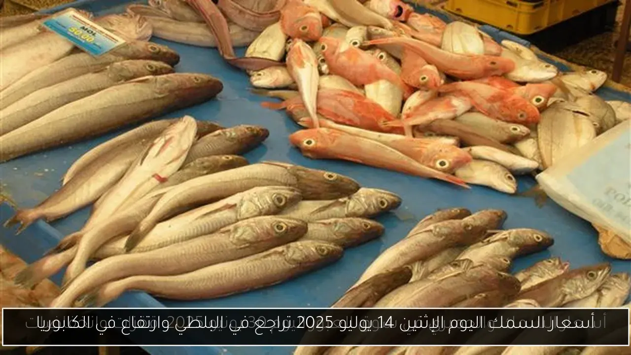 أسعار السمك اليوم الإثنين 14 يوليو 2025 تراجع في البلطي وارتفاع في الكابوريا