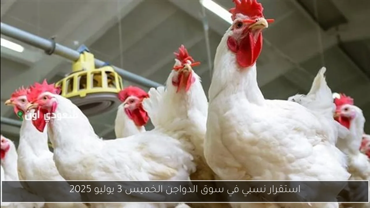 استقرار نسبي في سوق الدواجن الخميس 3 يوليو 2025
