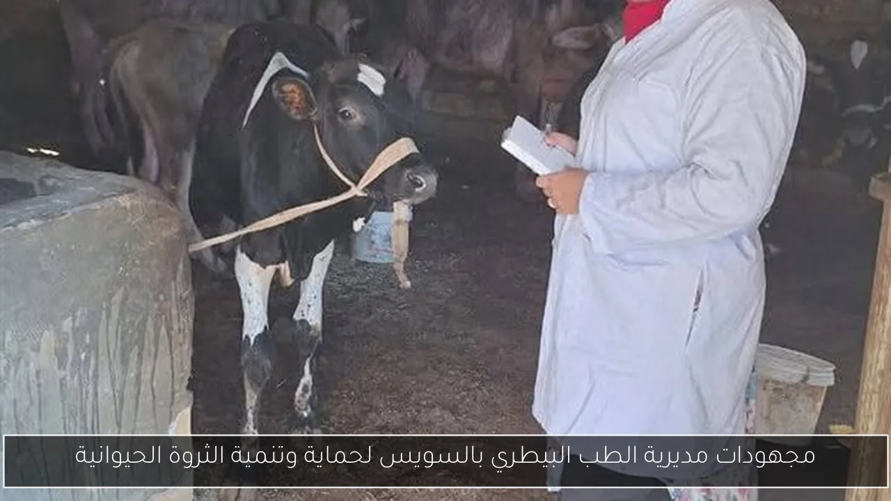 مجهودات مديرية الطب البيطري بالسويس لحماية وتنمية الثروة الحيوانية