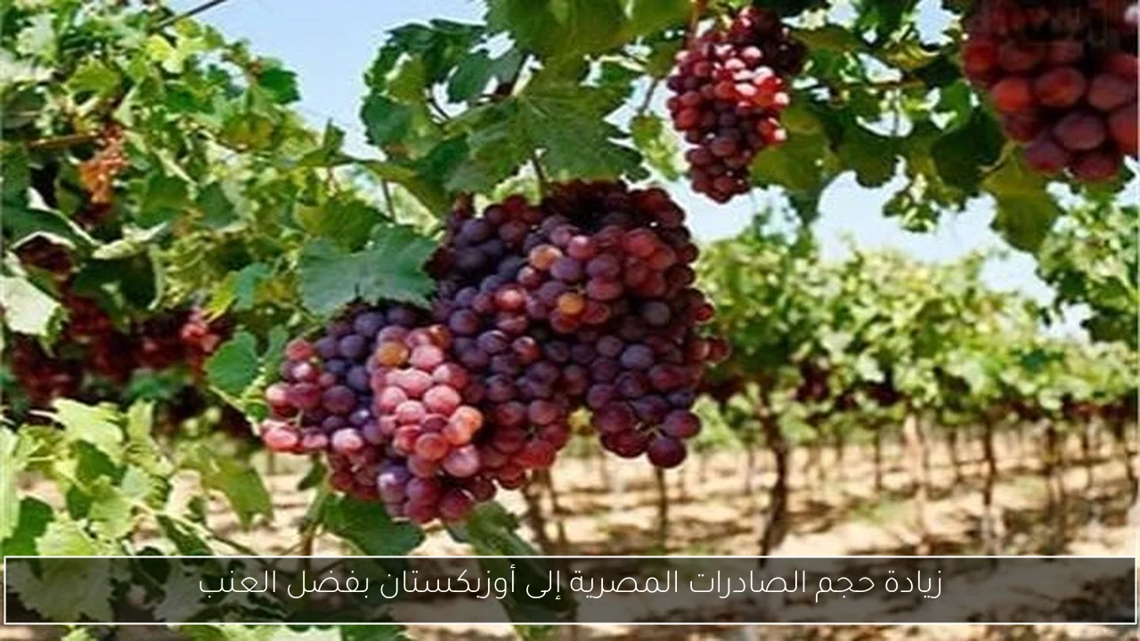 زيادة حجم الصادرات المصرية إلى أوزبكستان بفضل العنب