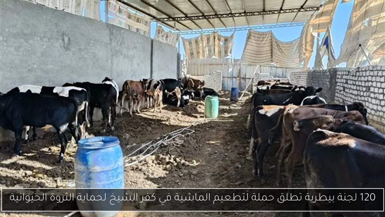 120 لجنة بيطرية تطلق حملة لتطعيم الماشية في كفر الشيخ لحماية الثروة الحيوانية