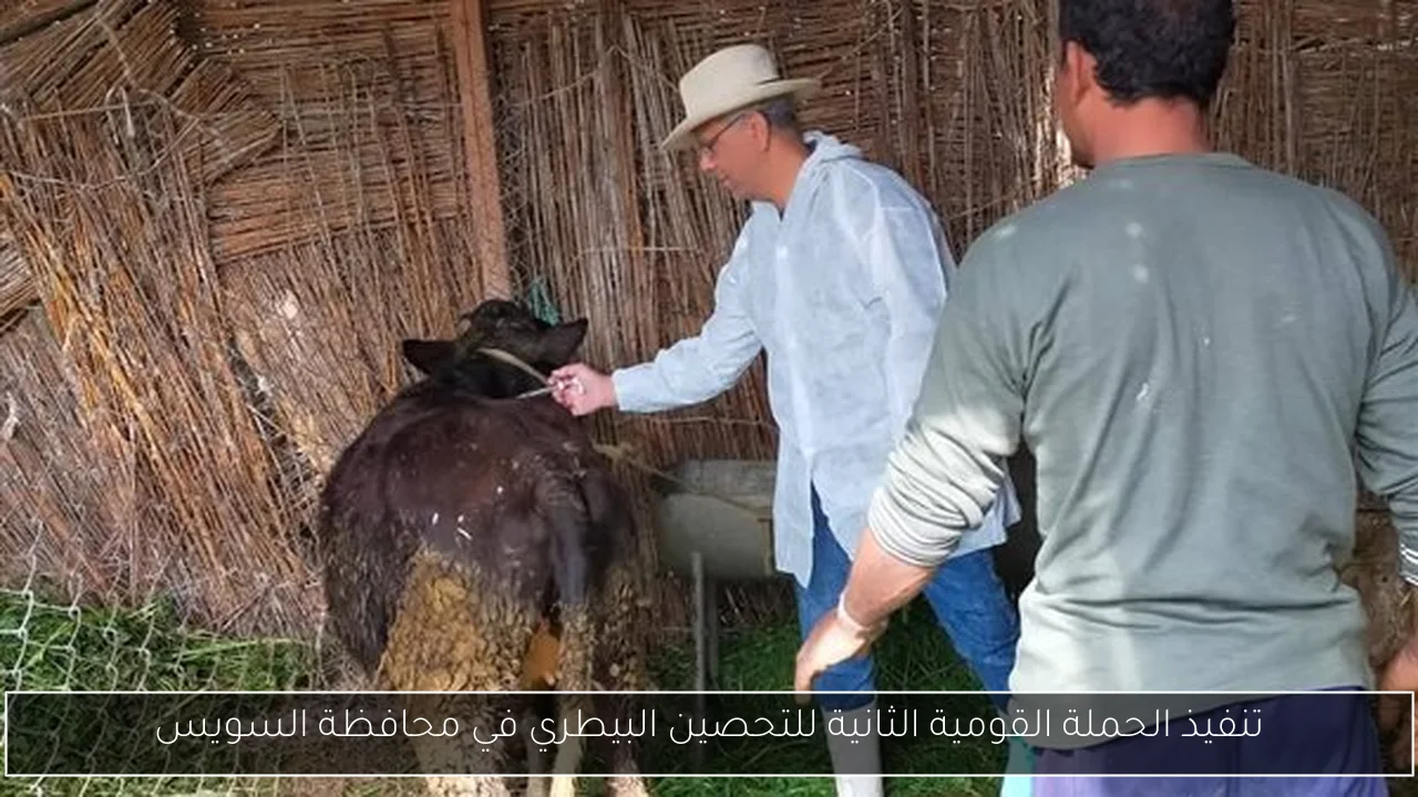 تنفيذ الحملة القومية الثانية للتحصين البيطري في محافظة السويس