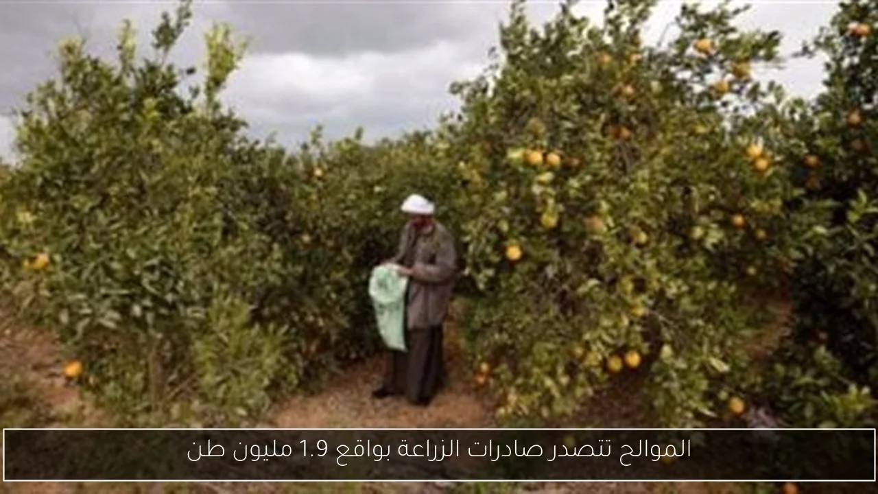 الموالح تتصدر صادرات الزراعة بواقع 1.9 مليون طن