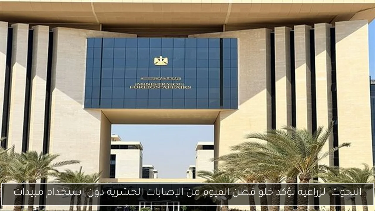 البحوث الزراعية تؤكد خلو قطن الفيوم من الإصابات الحشرية دون استخدام مبيدات