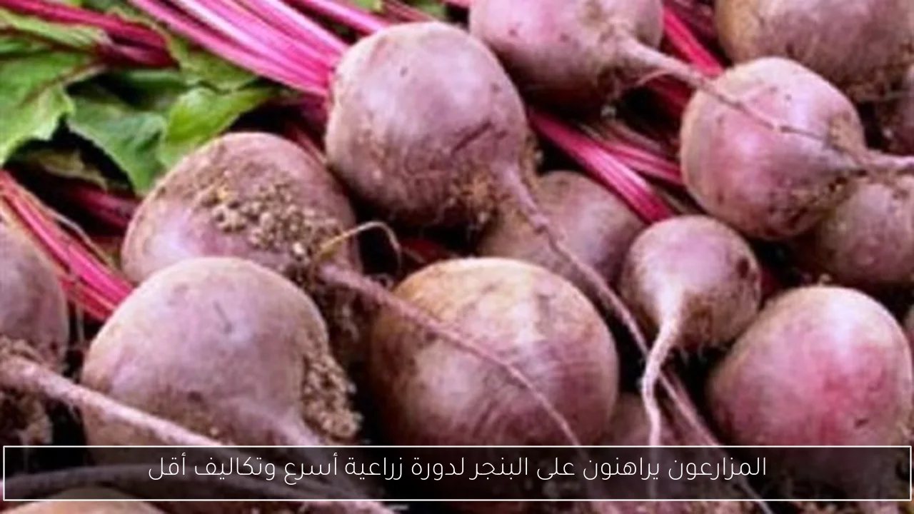 المزارعون يراهنون على البنجر لدورة زراعية أسرع وتكاليف أقل
