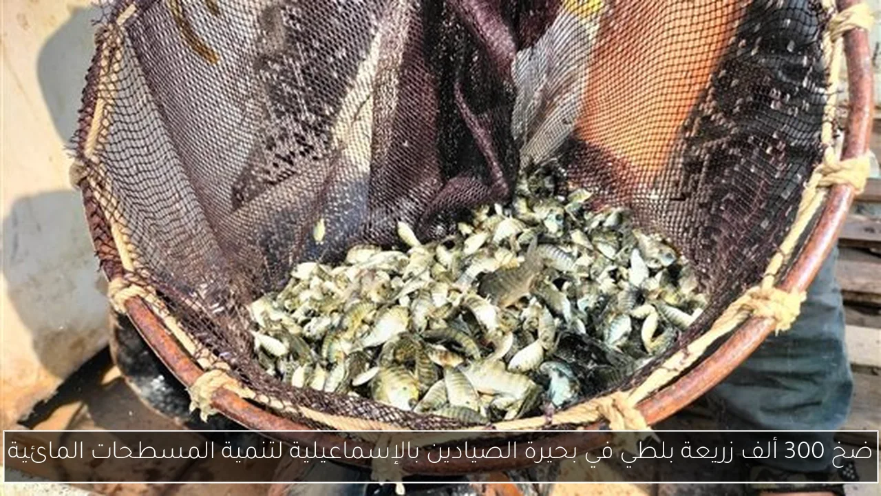 ضخ 300 ألف زريعة بلطي في بحيرة الصيادين بالإسماعيلية لتنمية المسطحات المائية