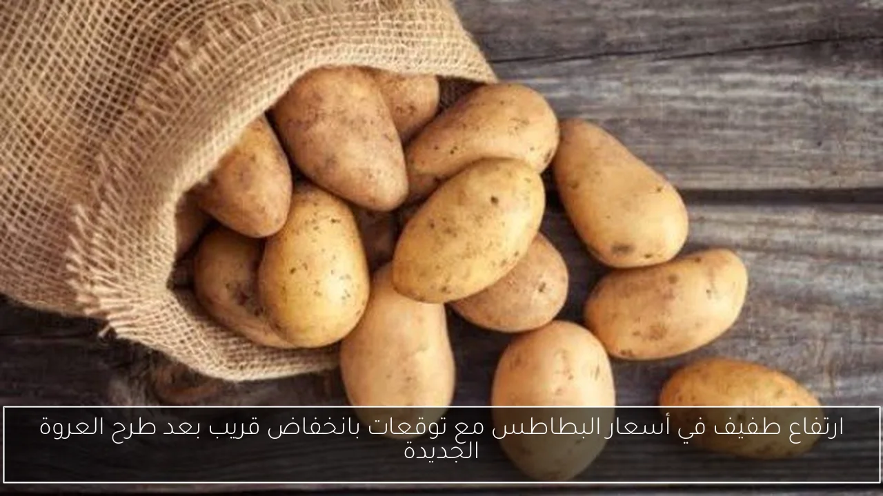 ارتفاع طفيف في أسعار البطاطس مع توقعات بانخفاض قريب بعد طرح العروة الجديدة