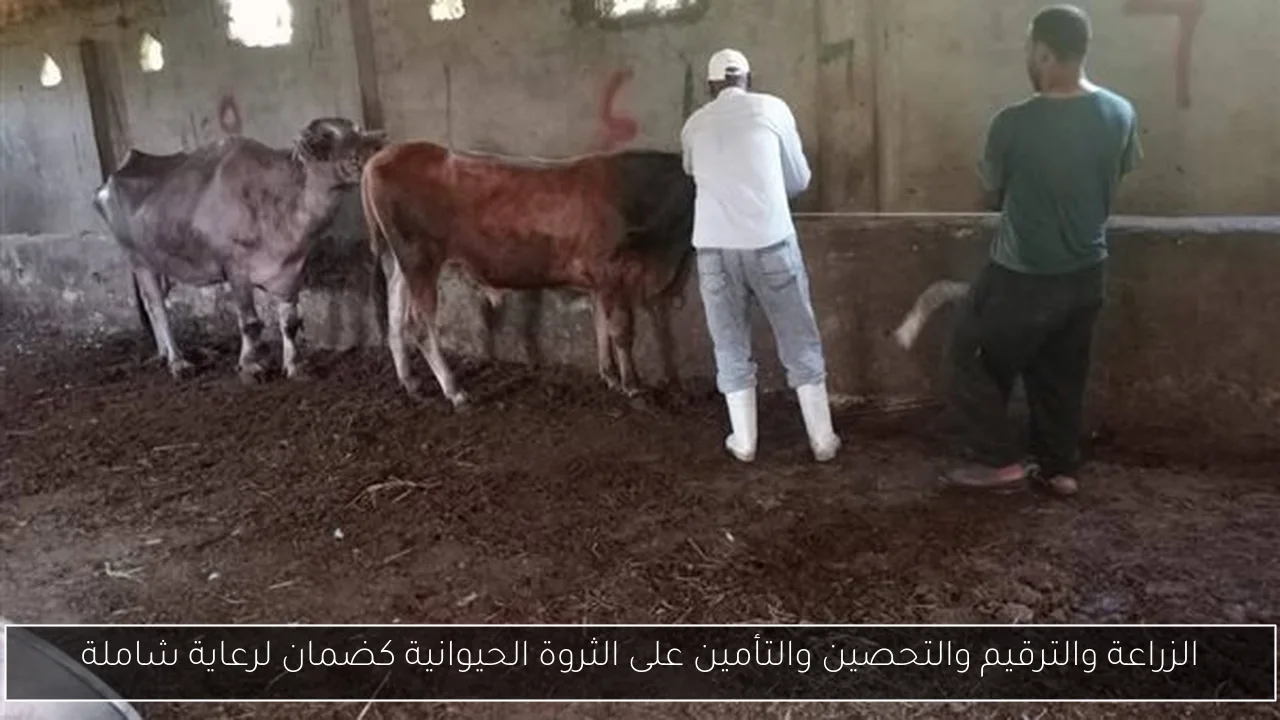 الزراعة والترقيم والتحصين والتأمين على الثروة الحيوانية كضمان لرعاية شاملة