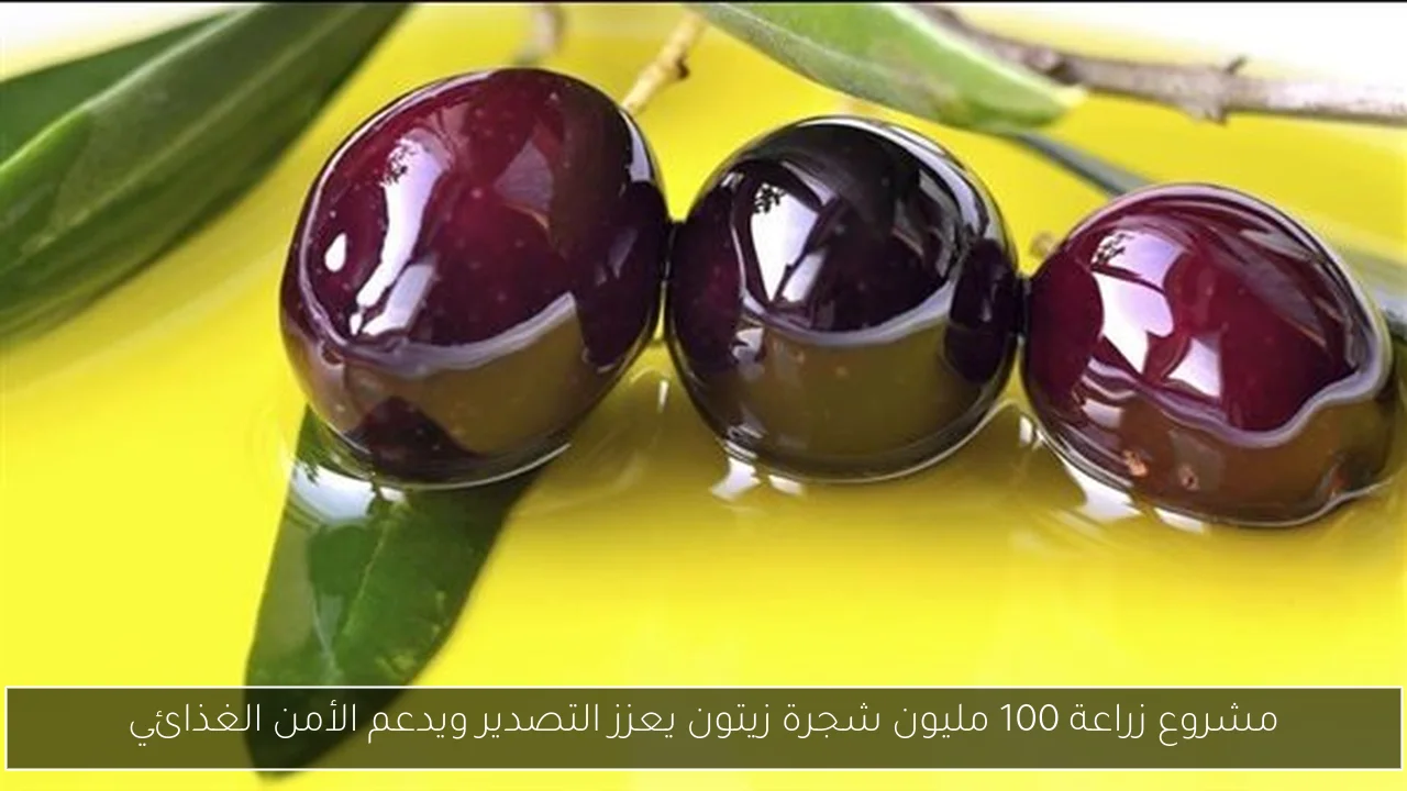 مشروع زراعة 100 مليون شجرة زيتون يعزز التصدير ويدعم الأمن الغذائي