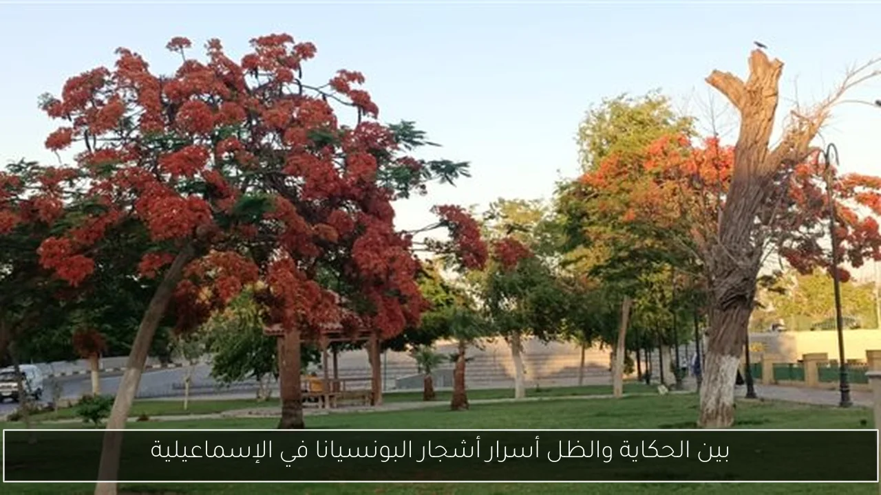 بين الحكاية والظل أسرار أشجار البونسيانا في الإسماعيلية