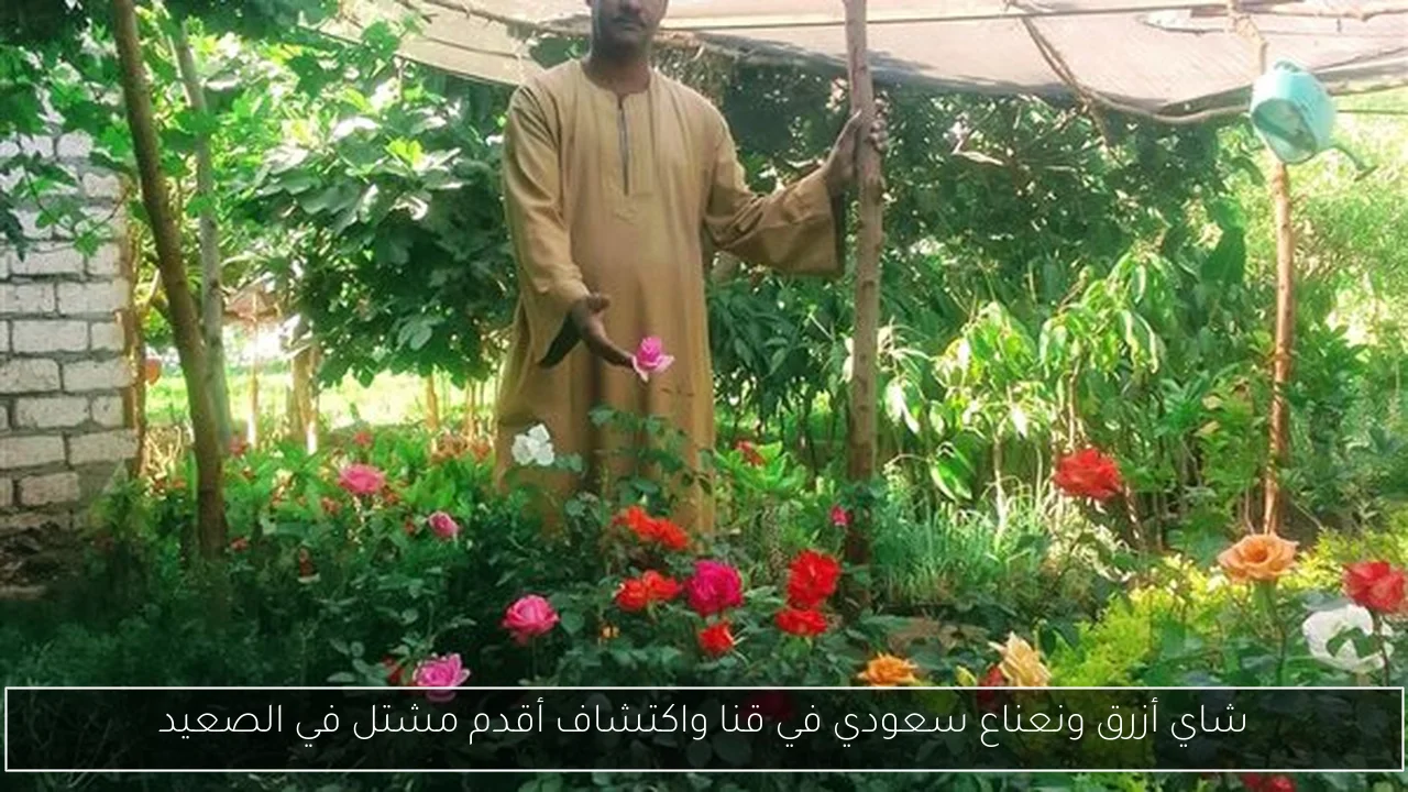 شاي أزرق ونعناع سعودي في قنا واكتشاف أقدم مشتل في الصعيد