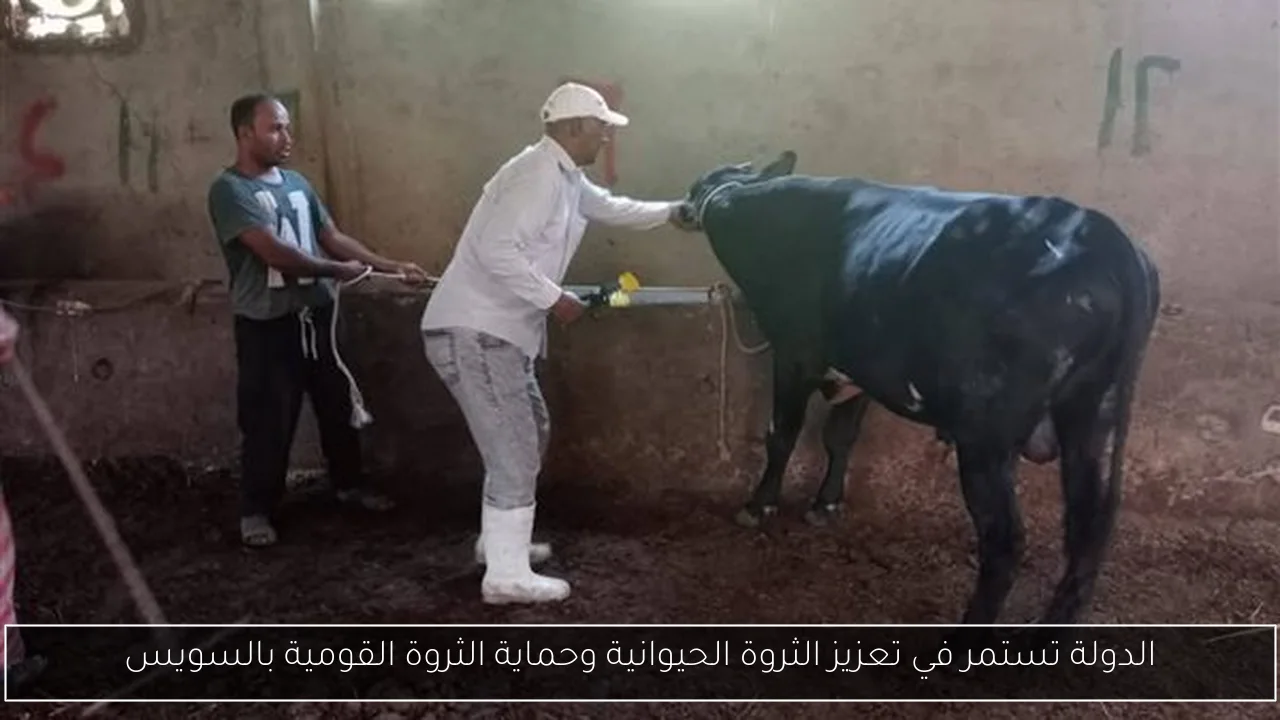 الدولة تستمر في تعزيز الثروة الحيوانية وحماية الثروة القومية بالسويس