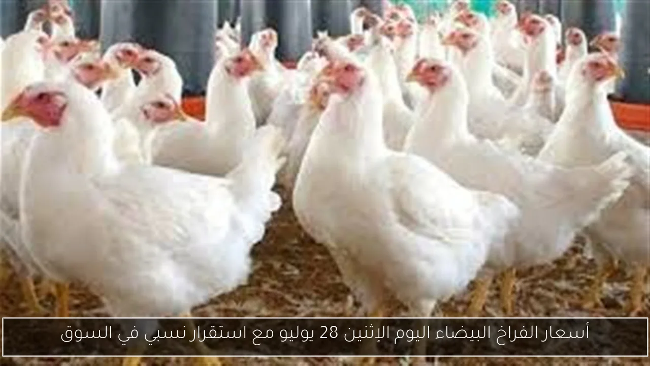أسعار الفراخ البيضاء اليوم الإثنين 28 يوليو مع استقرار نسبي في السوق