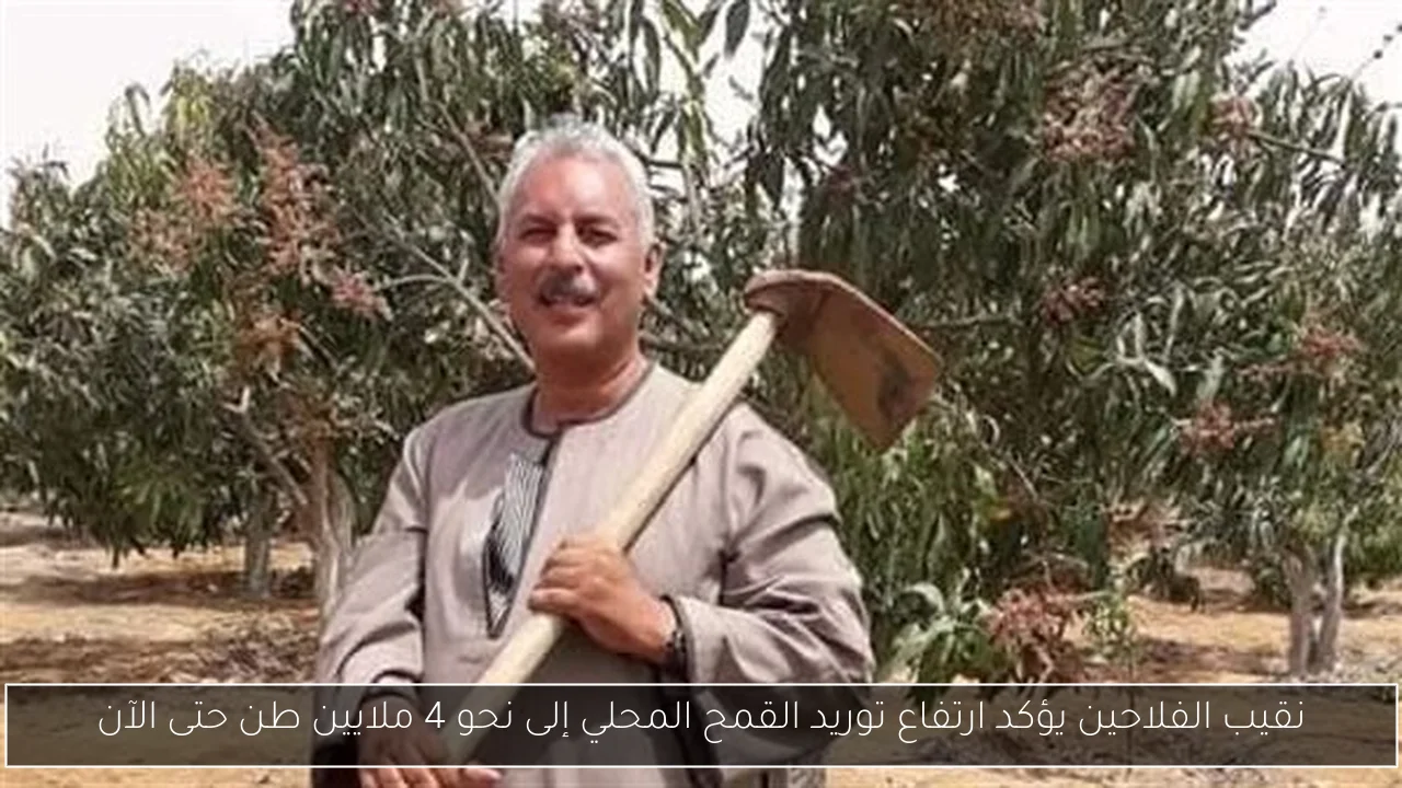 نقيب الفلاحين يؤكد ارتفاع توريد القمح المحلي إلى نحو 4 ملايين طن حتى الآن