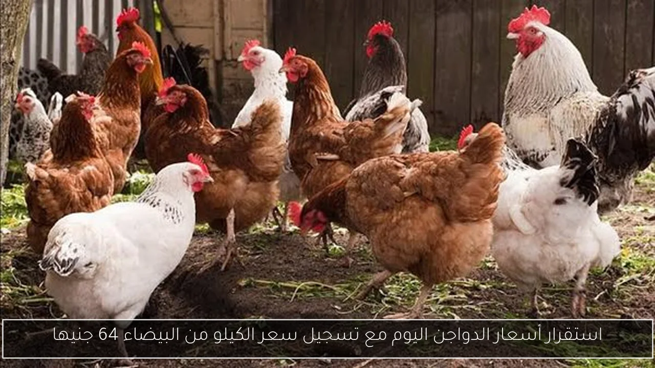 استقرار أسعار الدواجن اليوم مع تسجيل سعر الكيلو من البيضاء 64 جنيها
