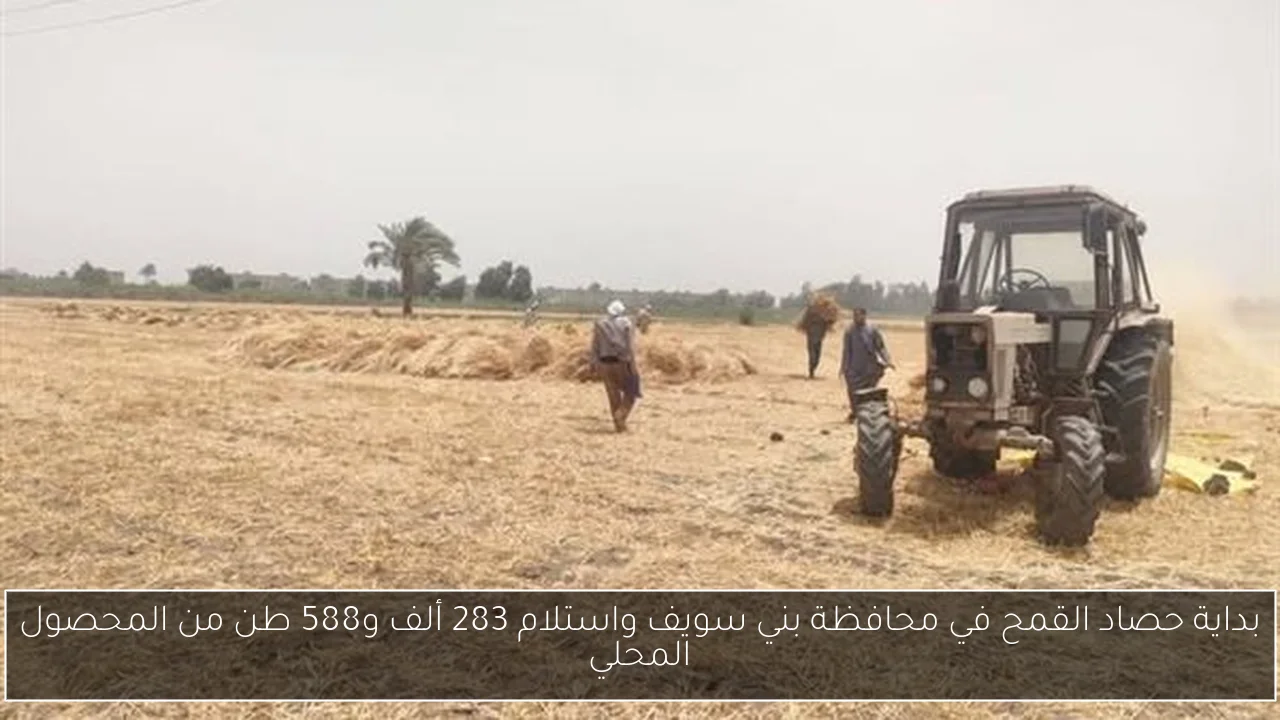 بداية حصاد القمح في محافظة بني سويف واستلام 283 ألف و588 طن من المحصول المحلي