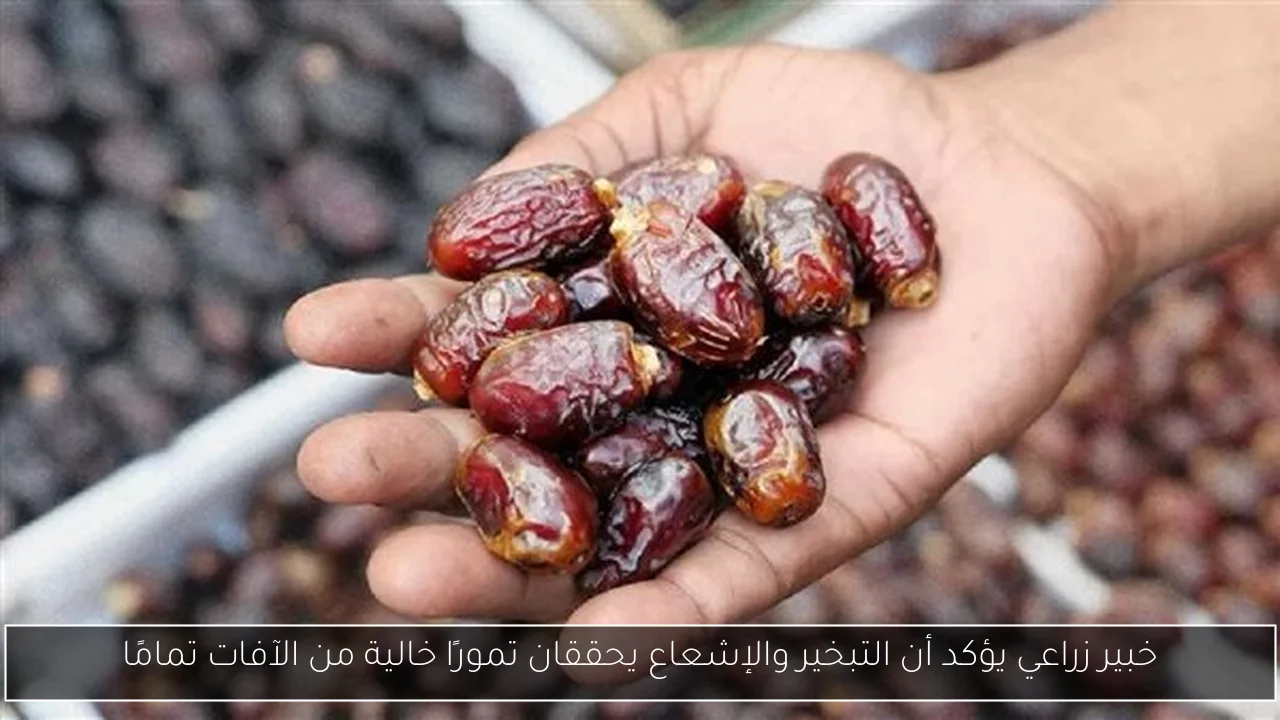 خبير زراعي يؤكد أن التبخير والإشعاع يحققان تمورًا خالية من الآفات تمامًا