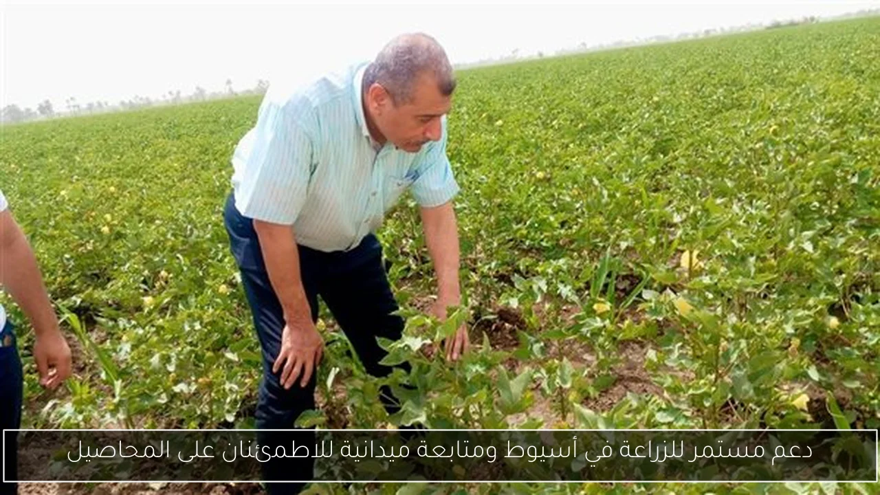 دعم مستمر للزراعة في أسيوط ومتابعة ميدانية للاطمئنان على المحاصيل