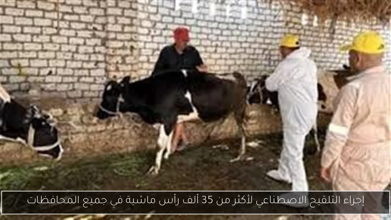 إجراء التلقيح الاصطناعي لأكثر من 35 ألف رأس ماشية في جميع المحافظات