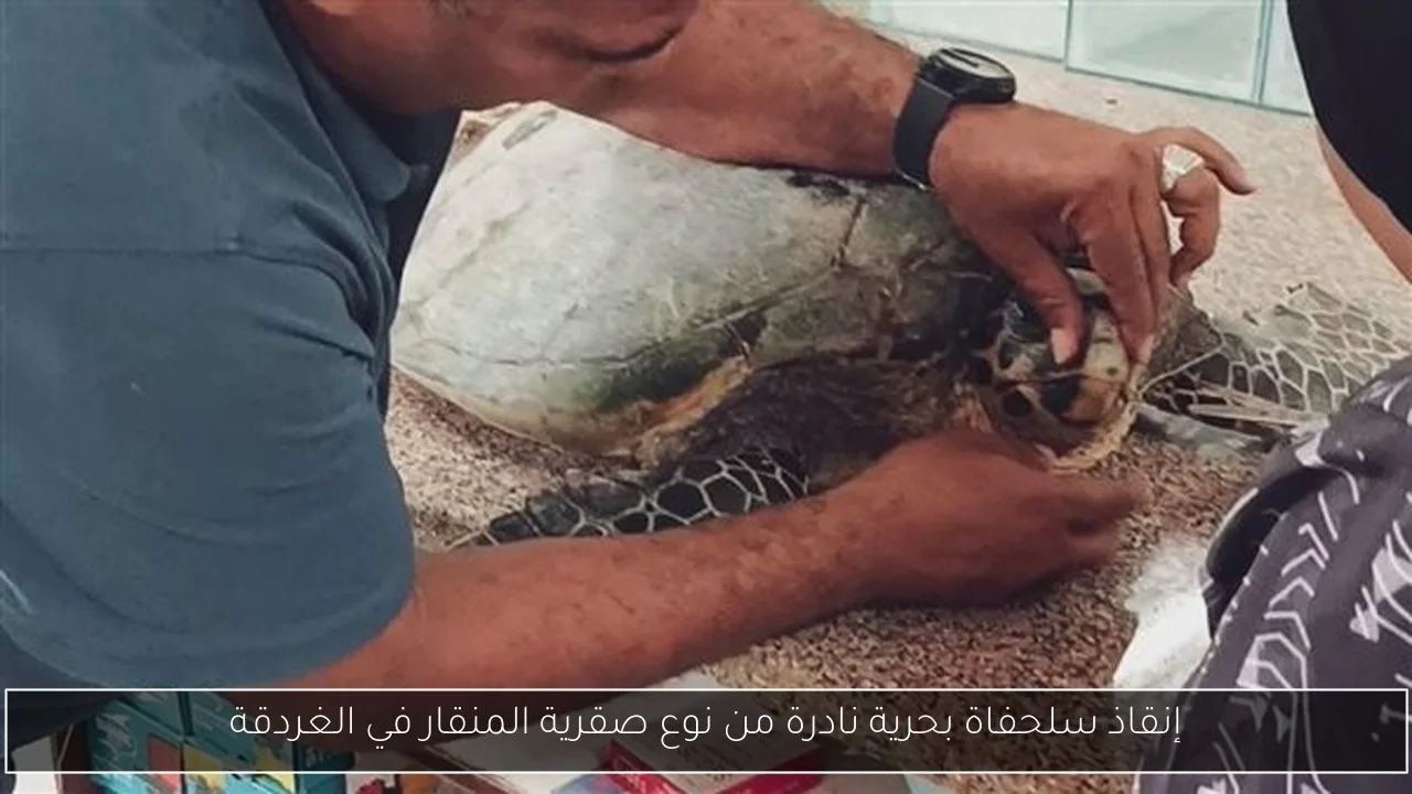 إنقاذ سلحفاة بحرية نادرة من نوع صقرية المنقار في الغردقة