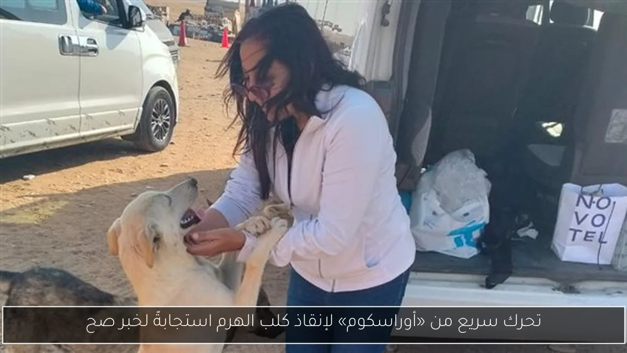 تحرك سريع من «أوراسكوم» لإنقاذ كلب الهرم استجابةً لخبر صح