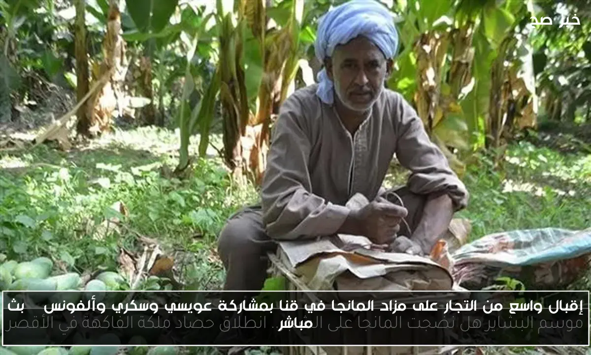 إقبال واسع من التجار على مزاد المانجا في قنا بمشاركة عويسي وسكري وألفونس | بث مباشر