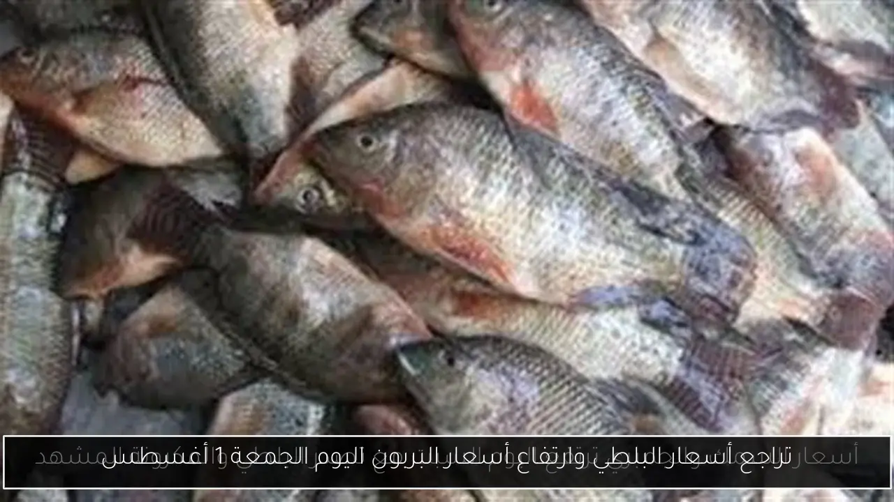 تراجع أسعار البلطي وارتفاع أسعار البربون اليوم الجمعة 1 أغسطس
