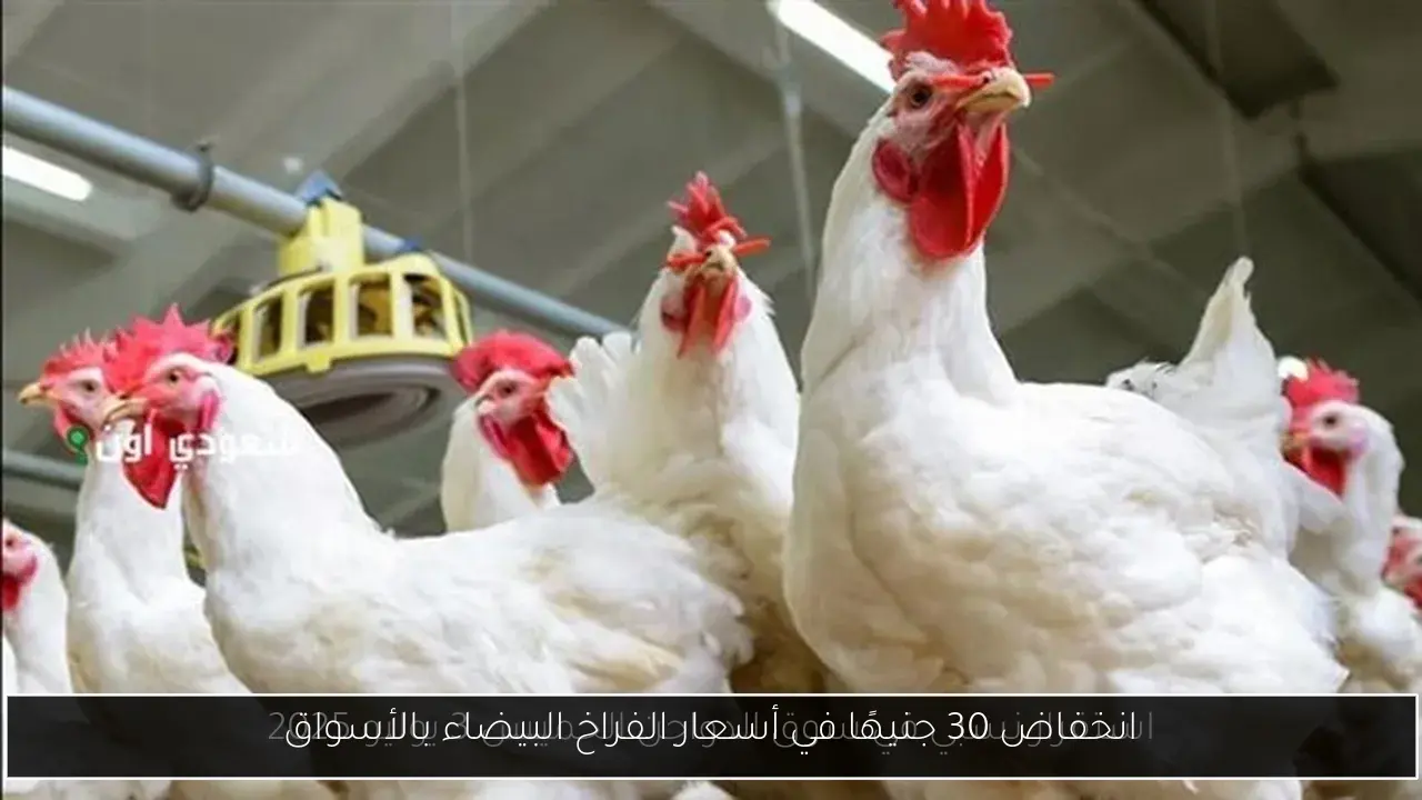 انخفاض 30 جنيهًا في أسعار الفراخ البيضاء بالأسواق