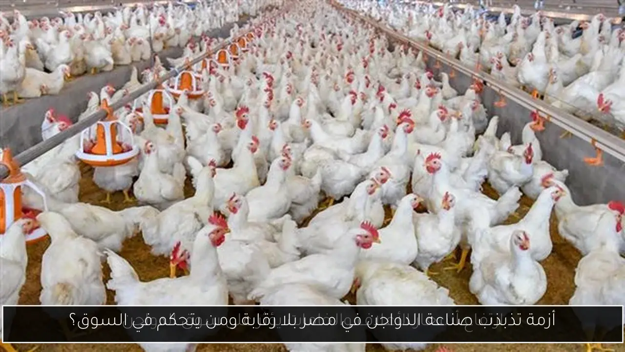 أزمة تذبذب صناعة الدواجن في مصر بلا رقابة ومن يتحكم في السوق؟