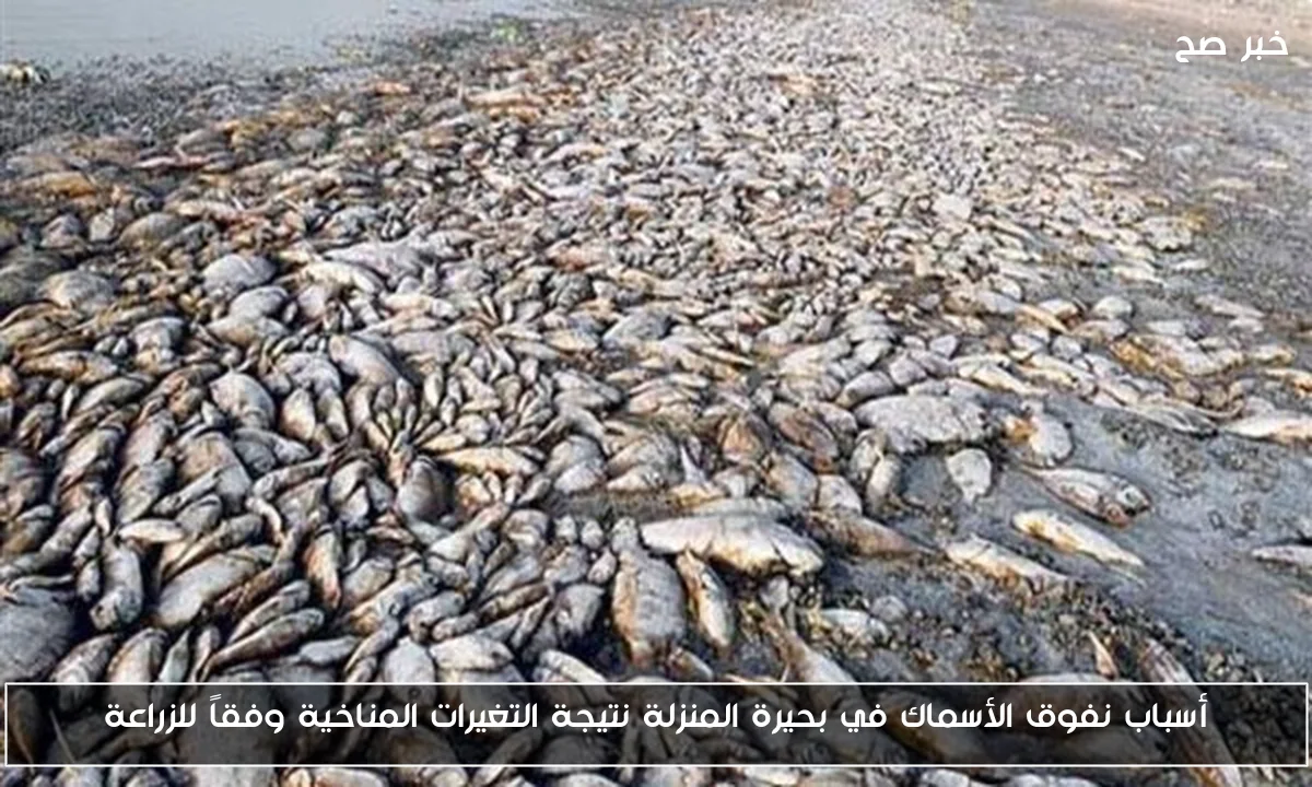 أسباب نفوق الأسماك في بحيرة المنزلة نتيجة التغيرات المناخية وفقاً للزراعة