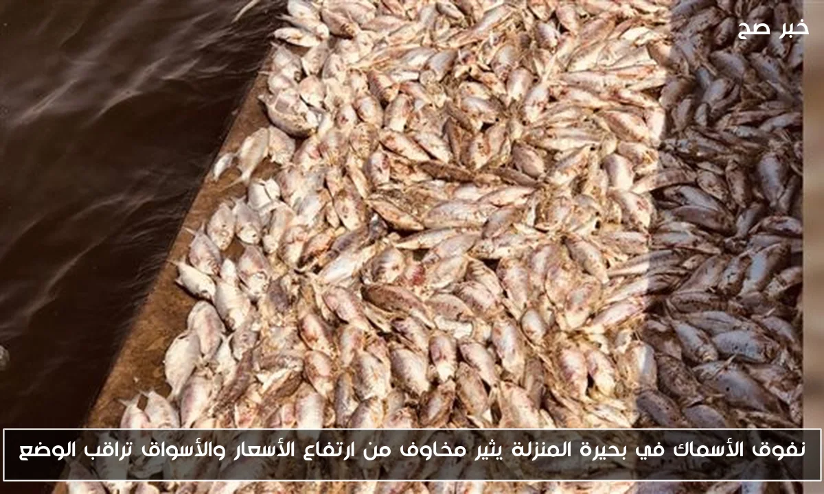 نفوق الأسماك في بحيرة المنزلة يثير مخاوف من ارتفاع الأسعار والأسواق تراقب الوضع