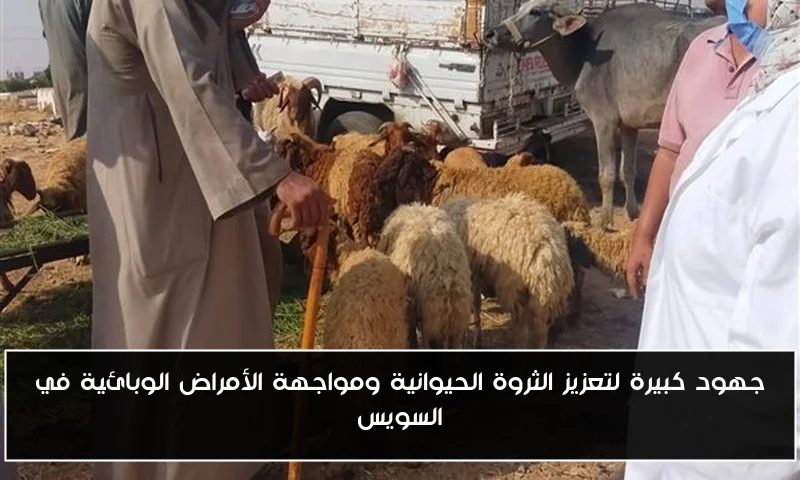 جهود كبيرة لتعزيز الثروة الحيوانية ومواجهة الأمراض الوبائية في السويس