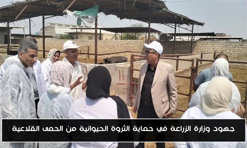 جهود وزارة الزراعة في حماية الثروة الحيوانية من الحمى القلاعية