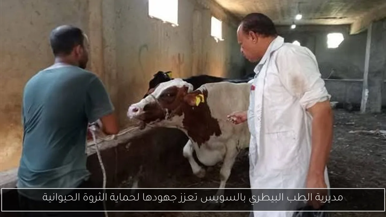 مديرية الطب البيطري بالسويس تعزز جهودها لحماية الثروة الحيوانية