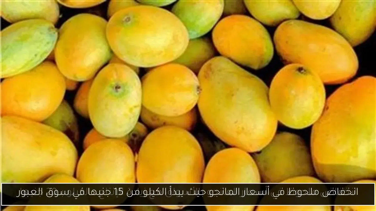 انخفاض ملحوظ في أسعار المانجو حيث يبدأ الكيلو من 15 جنيها في سوق العبور