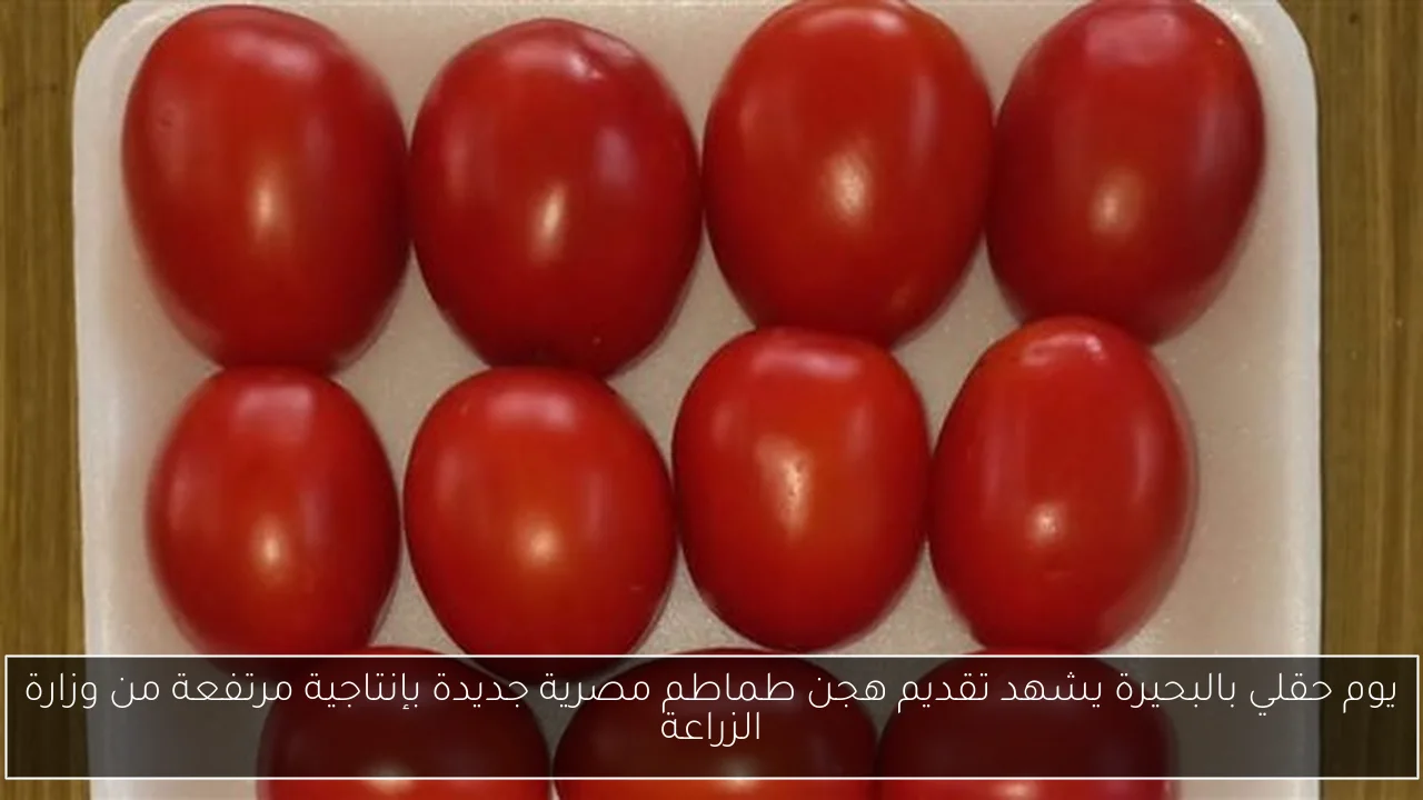 يوم حقلي بالبحيرة يشهد تقديم هجن طماطم مصرية جديدة بإنتاجية مرتفعة من وزارة الزراعة