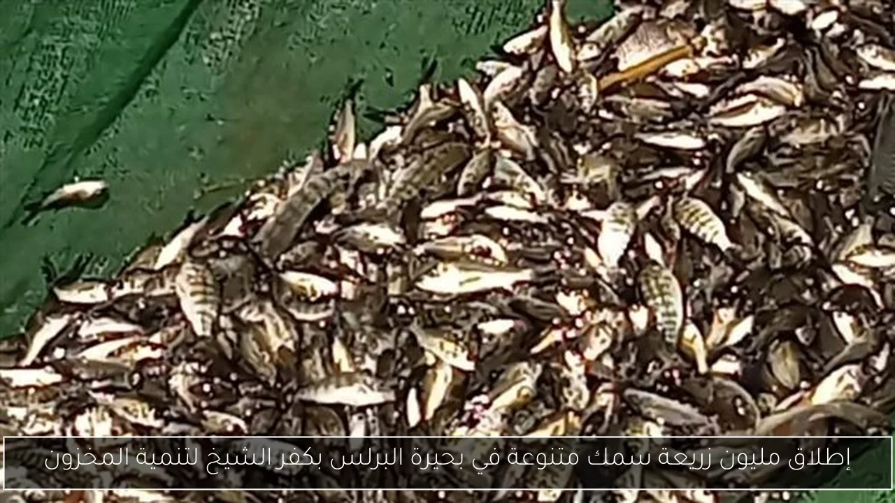 إطلاق مليون زريعة سمك متنوعة في بحيرة البرلس بكفر الشيخ لتنمية المخزون