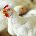 بورصة الدواجن أسعار الفراخ البيضاء اليوم الأحد