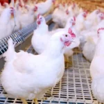 سعر الفراخ اليوم الاحد وسعر كيلو البانيه والفراخ البيضاء بعد التراجع الاخير