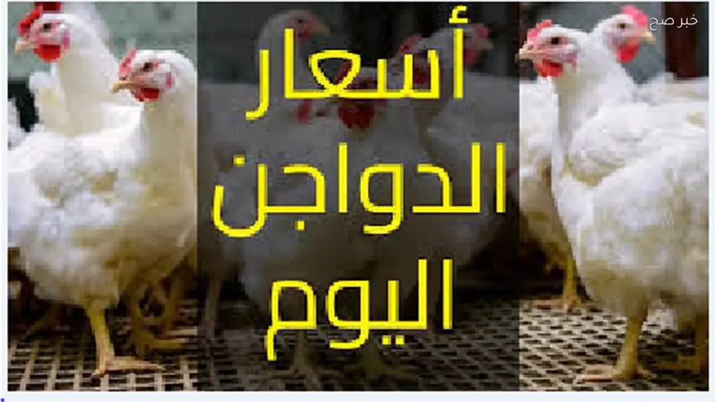 بورصة الدواجن اليوم اسعار الفراخ البيضاء في الأسواق
