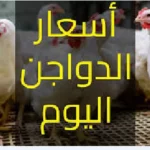 بورصة الدواجن اليوم اسعار الفراخ البيضاء في الأسواق