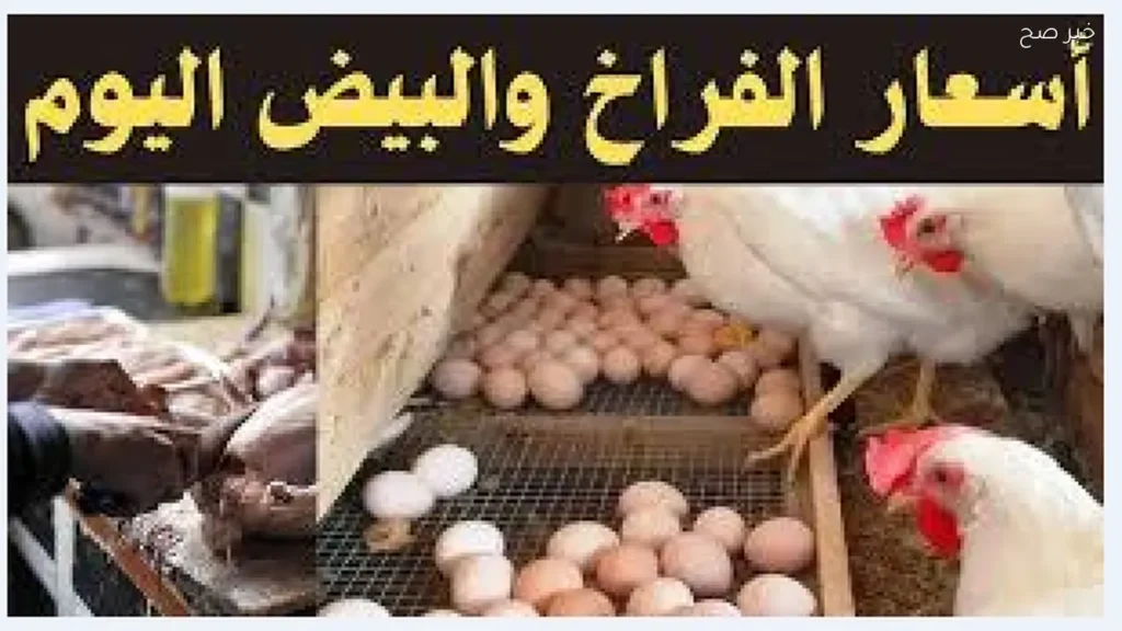تراجع ملحوظ.. أسعار البيض اليوم في الأسواق