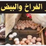 تراجع ملحوظ.. أسعار البيض اليوم في الأسواق