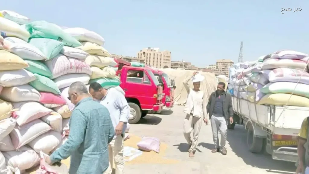 الزراعة تعلن عن توريد 4.3 مليون طن من القمح المحلي حتى الآن